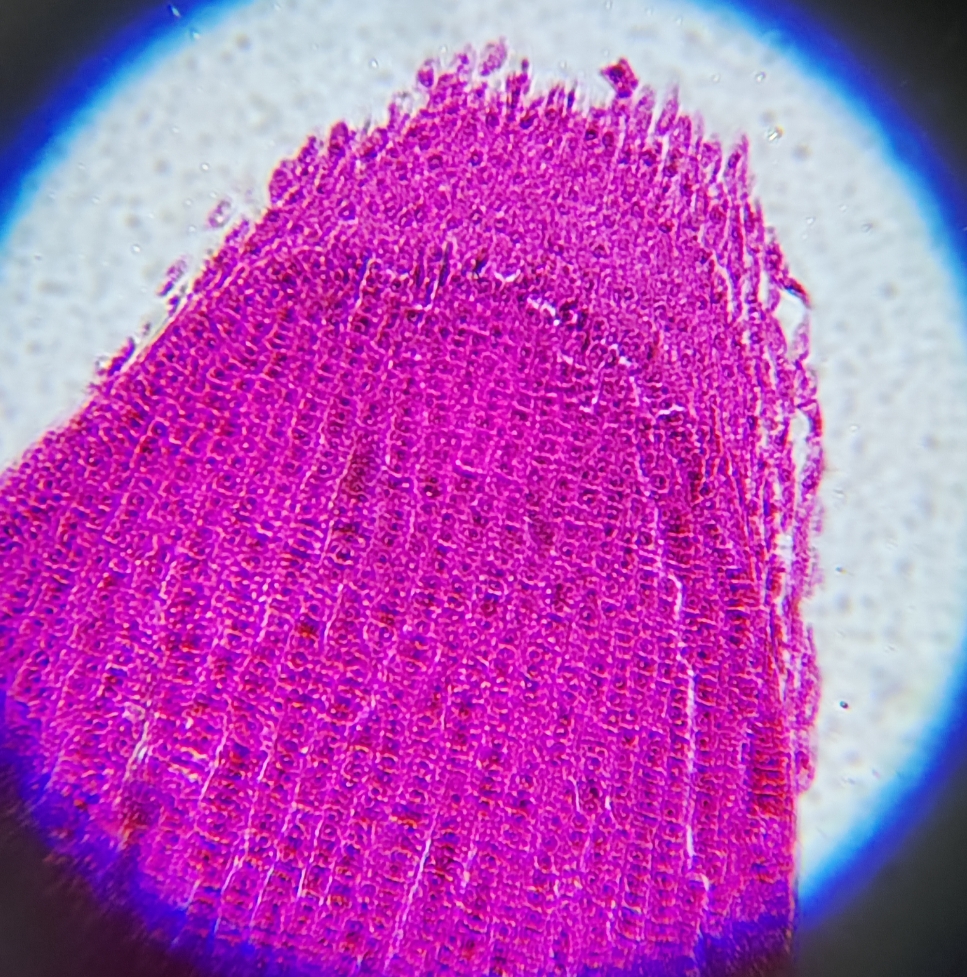 100PC Prepared Slices Microsco - đánh giá và giá Medical Lab Microscope